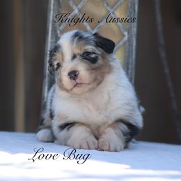 Love bug - Blue merle female Australian Shepherd puppy in Ceres, California from Knight's Aussies