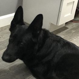 Quinn - German Shepherd