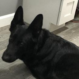 Quinn - German Shepherd