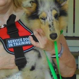 Collie Puppies from SHOWBOAT COLLIES