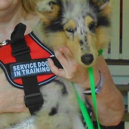 Collie Puppies from SHOWBOAT COLLIES