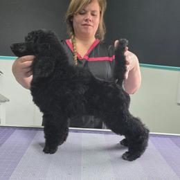 Chili Relleno - Black male Poodle puppy in Parker, Colorado from Pawsh K9’s