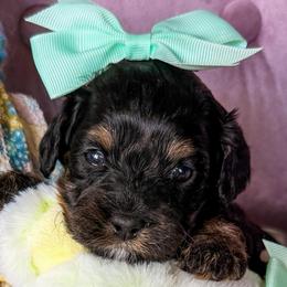 Zara Mars - Black and tan female Cavapoo puppy in Tucson, Arizona from Cavapoo Puppy Parade