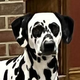 Faith - Dalmatian