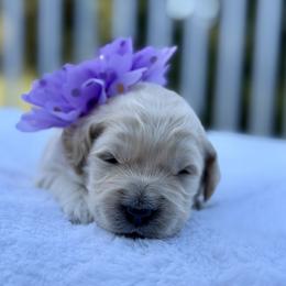 Girl 1 - female Goldendoodle puppy in Rainier, Oregon from Beaver Springs Puppies