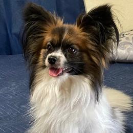 Papillon puppies from Sequence Papillon