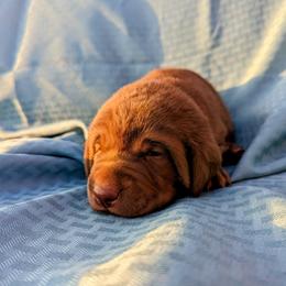 Dilute Retriever and Labrador Retriever Puppies from LC Hunting Labs, LLC.