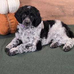 Matty - Parti female Poodle puppy in Bauxite, Arkansas from Mountain Ridge Poodles