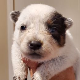 Boy 3 - Blue mottled male Australian Cattle Dog puppy in Lenoir, North Carolina from Blue Coyote Ranch