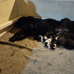 Girl 3 - White and black female Newfoundland puppy in Honey Grove, Pennsylvania from Heinrich Family Newfoundlands
