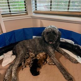 Aussiedoodle Puppies from Ocala Doodle Ranch