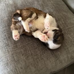 Shih Tzu Puppies from Niepoetter Shih Tzus