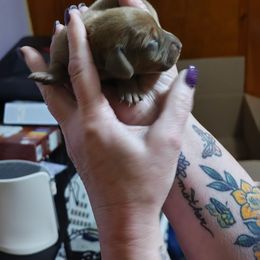 Boy 2 - Red Dachshund puppy in Manchester, New Hampshire from 603 Dachshunds