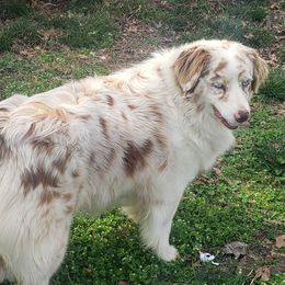 Australian Shepherds from Swope's Rockhouse Farm