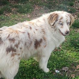 Australian Shepherds from Swope's Rockhouse Farm