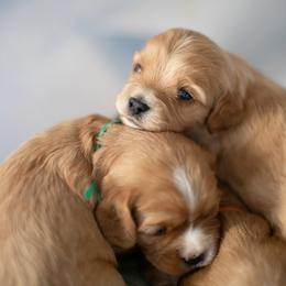 Cavapoo puppies from North Texas Puppies
