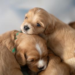 Cavapoo puppies from North Texas Puppies