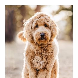 Goldendoodle All Grown Up from Summertime Goldendoodles