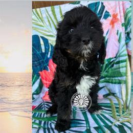 Bali - Tri-color female Bernedoodle puppy in Godwin, North Carolina from Farm Sweet Farm Doodles