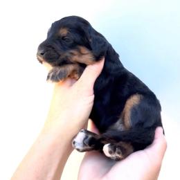 Eden - Black tri-color female Aussiedoodle puppy in Orland, California from Shockley’s Elite Doodles