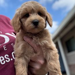 Mr. Mercury - Apricot male Goldendoodle puppy in Sacramento, California from Dandy Doodles Goldendoodles