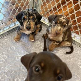 Dachshund Puppies from Weenie Bros