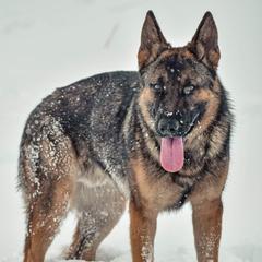 Baron - German Shepherd