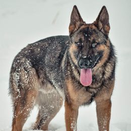 Baron - German Shepherd