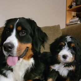 Bernedoodles from DMV Doodles