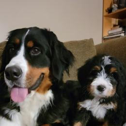 Bernedoodles from DMV Doodles