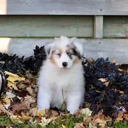 Australian Shepherd Puppies from Mezzo Australian Shepherds