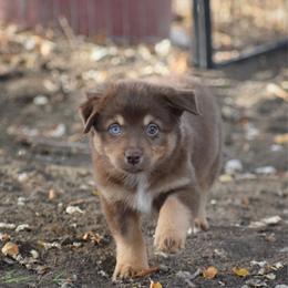 Wildfire - Red tri female Miniature Australian Shepherd puppy in Cody, Wyoming from Quartz Creek Aussies