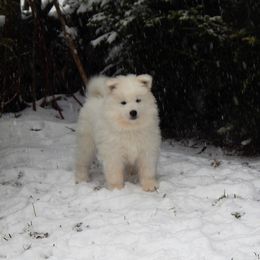 Samoyed Puppies from Rocking S Farm