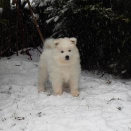 Samoyed Puppies from Rocking S Farm