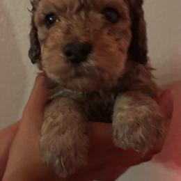 Dutton - Tri-color male Bernedoodle puppy in Longmont, Colorado from Colorado Miniature Bernedoodle Puppies