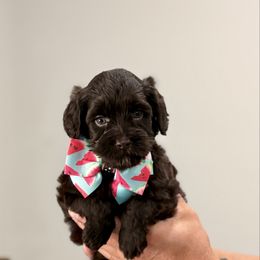 Sylvie - Chocolate female Australian Labradoodle puppy in Calhoun, Louisiana from Arrowhead Australian Labradoodles
