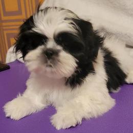 Luca - Gold male Shih Tzu puppy in Parma, Ohio from D's DeVine Shih-Tzu