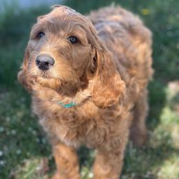 Aussiedoodles, Goldendoodles, and Poodles from JP’s Premium Pets