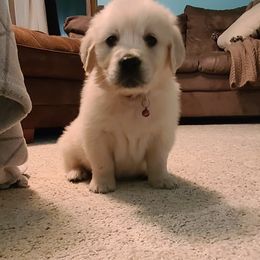 Girl 1 - Golden Retriever puppy in North Manchester, Indiana from Prairie Winds Goldens
