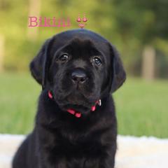 3rd girl pick - Black female Labrador Retriever puppy in Williston, Florida from Royal K Labradors