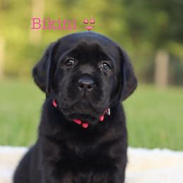3rd girl pick - Black female Labrador Retriever puppy in Williston, Florida from Royal K Labradors