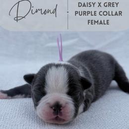 Diamond - Blue female Boston Terrier puppy in West Jefferson, Ohio from Kline Kennels
