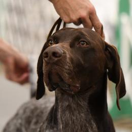 German Shorthaired Pointer All Grown Up from Windward German Shorthaired Pointers