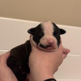 Girl 5 - Black brindle female American Staffordshire Terrier puppy in Lizella, Georgia from Àine Amstaffs