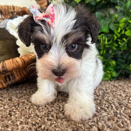 Faith - Liver female Miniature Schnauzer puppy in Hemet, California from Journee Home Mini Schnauzers