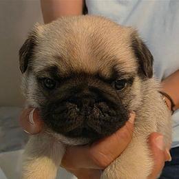 Black Collar Boy - Fawn male Pug puppy in New Braunfels, Texas from Kex Pug Haus