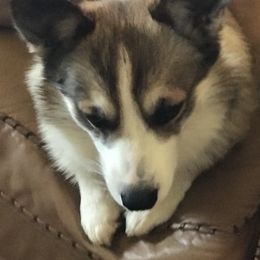 Bogey - Pembroke Welsh Corgi