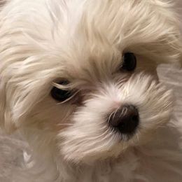 Maltese and Maltipoo Puppies from Iuliia Savisheva