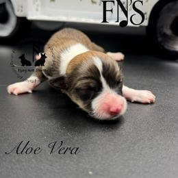 Aloe Vera Full Fluffy With A Tail - Sable female Pembroke Welsh Corgi puppy in Casper, Wyoming from Flying Note Shorties