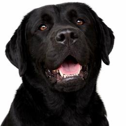 Kaja - Labrador Retriever